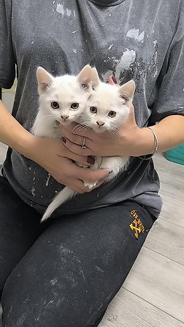 котяты: Ангорская, 1 месяц, Мальчик — 1