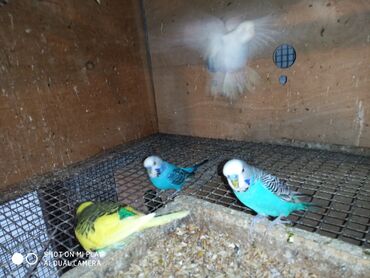 Tutuquşları: Valnisti papuqaylar satilir tutuquşular coxdu renbow var onun qiyməti — 10