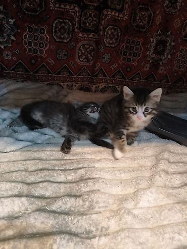 Pişiklər: Yaxşı əllərə — 14