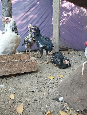 Продам с/х животных: Продаю | Цыплята | Бойцовая | Для разведения — 2