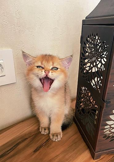 pişik adları oğlan: Котята - братская золотая шиншилла . Мальчик и девочка . Приучены к — 4