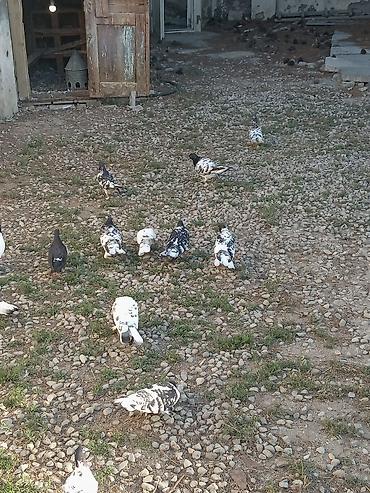 Голуби: Kürdəxanı 
16 ədəd
Hamisi bir yerdə 80 man — 3