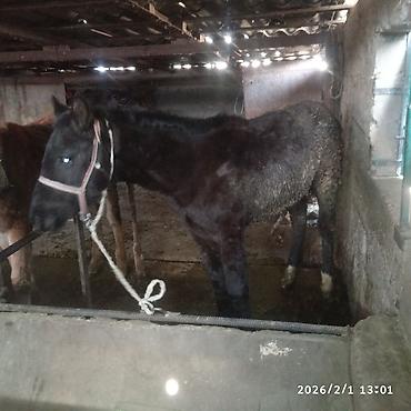Лошади, кони: Продаю | Жеребенок | Для разведения — 3