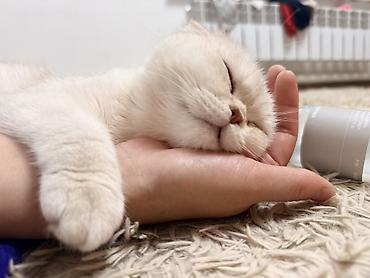 Продажа кошек: Скотиш Фолд (Шотландская вислоухая), 2 года, Девочка, Приучена к лотку, Проглистована, С документами — 3