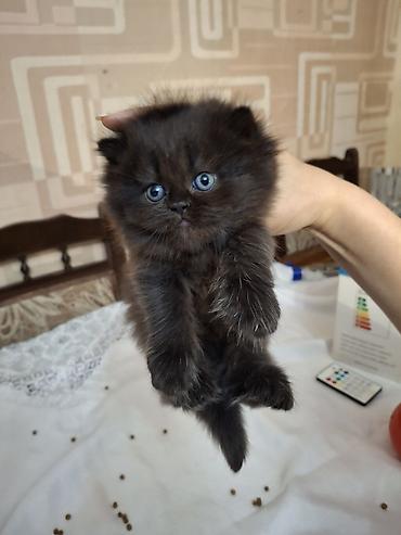 Pişiklər: Fars, Dişi, Ünvandan götürmə — 1