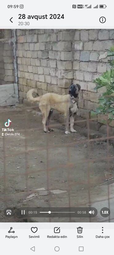 Гурдбасар, 2 года, Самец, Самовывоз