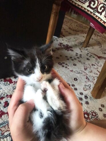 британский вислоухий кот купить: Отдадим котёнка в добрые руки . 
бесплатно .
самовывоз
