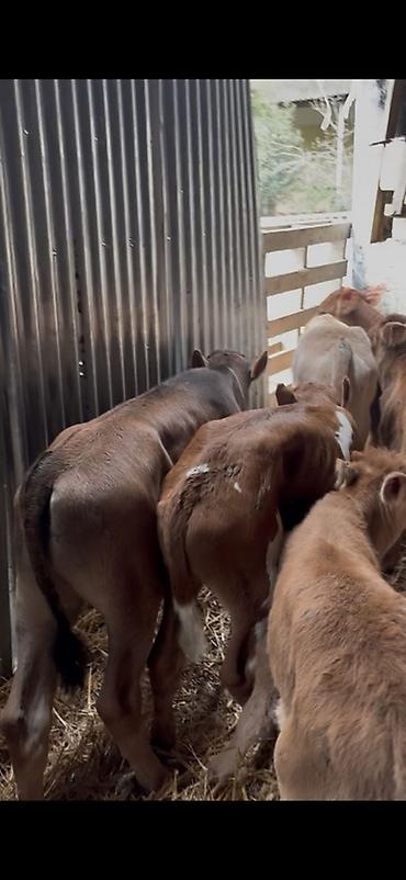 Dana, buzov: Satışda: dana balaları - Növ: yerli cins ətlik/südlük istiqamətə — 22
