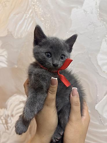 cat ruletka: Britan, Dişi, Erkək, Ödənişli çatdırılma, Ünvandan götürmə — 2