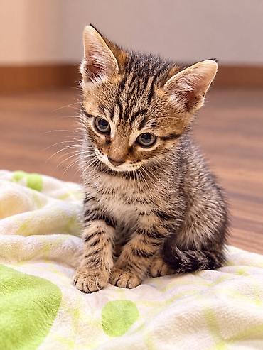 кошку ош: Котята от породистых родителей: мама — бенгальская кошка с ярким — 3