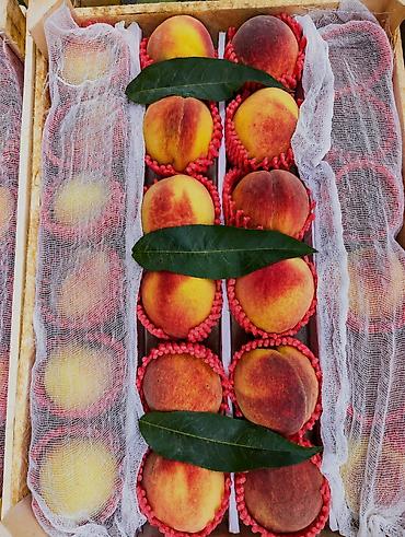 персик: Свежие фрукты: Персики и Виноград | Прямые поставки из Узбекистана 🍑 — 8