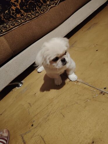 İtlər: Pekines, 4 ay, Dişi