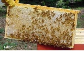 бал мед: Yuksək keyfiyyətli təmiz dağ balı satılır. Arılar Ismayıllıda
