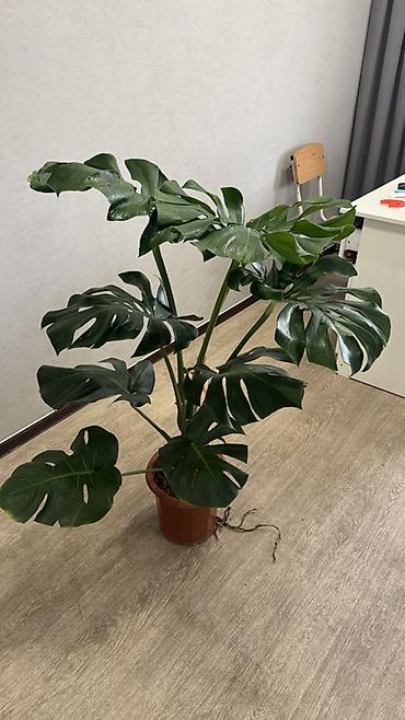 Другие комнатные растения: Комнатные растения в горшках-декоративнолиственные и цветущие виды. В — 10