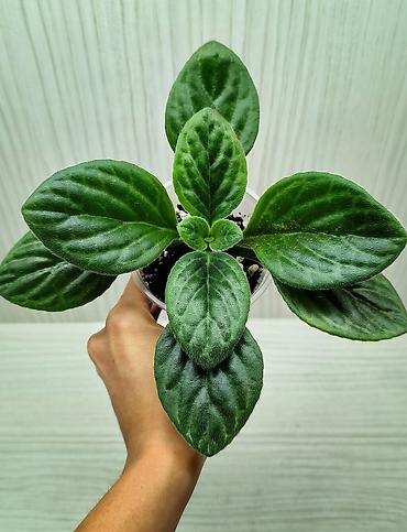 Другие комнатные растения: КОМНАТНЫЕ ЦВЕТЫ ПРОДАЮ 🌱 Каланхоэ - 100 🌱 Фикус Даниэль - 500 🌱 — 7