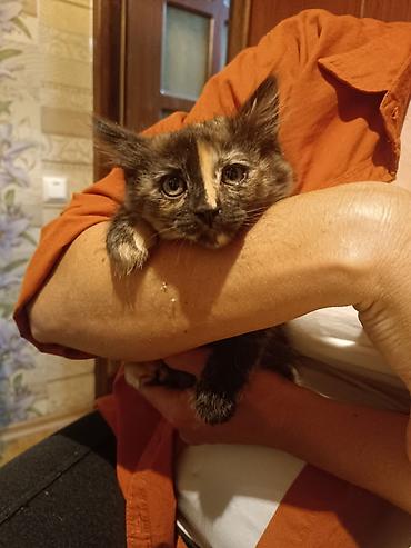 отдам котенка даром: Котёнок черепахового окраса - Окрас: черепаховый, с выразительной — 2