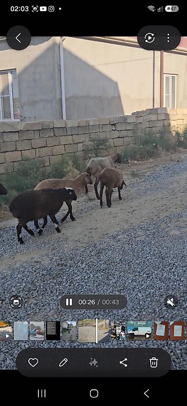 quzu qiyməti: 10 quzudu saxlaya bilmirəm 2500 manata ziyana satıram 9 dişi 1 — 6