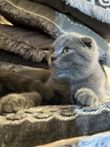 скоттиш фолд шотландская вислоухая кошка: Продается чистопородный кот шотландский вислоухий 4 месяца К лодку