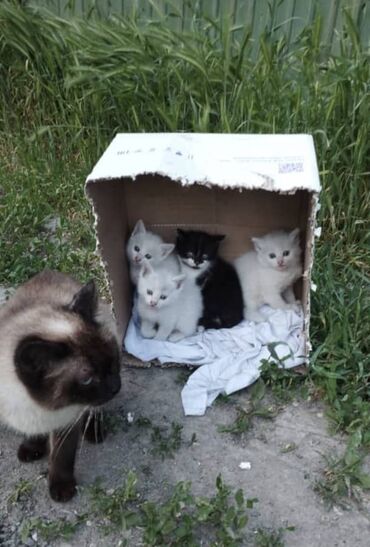 Отдам даром кошку: Кошка даром: Беспородная, Девочка