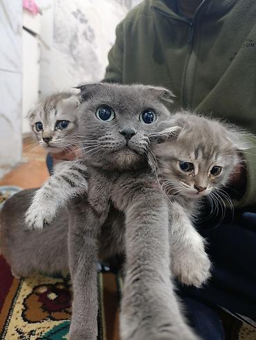 котята простые: Шотландские вислоухие котята - Окрас: серебристый табби/дымчатый — 3
