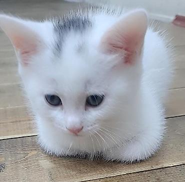 heyvan pişik: Məhsul: Ağ balaca pişik balası Təsvir: - Şirin, ağ tüklü pişik — 2