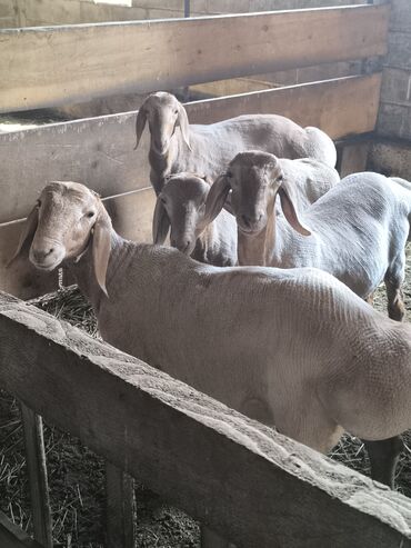 Бараны, овцы: Продаю | Баран (самец) | Арашан | Для разведения | Племенные — 11