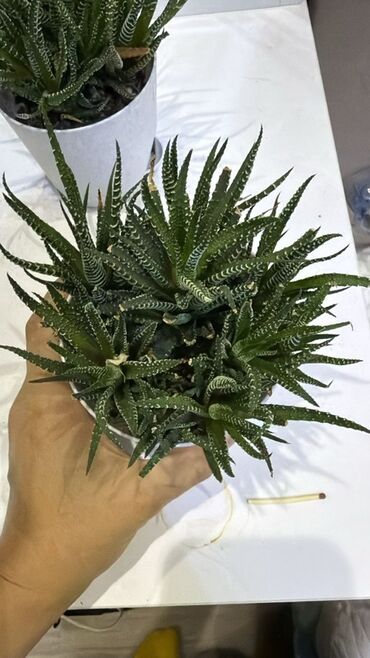 Другие комнатные растения: Хавортия (вероятно Haworthia fasciata/attenuata) в горшке. -