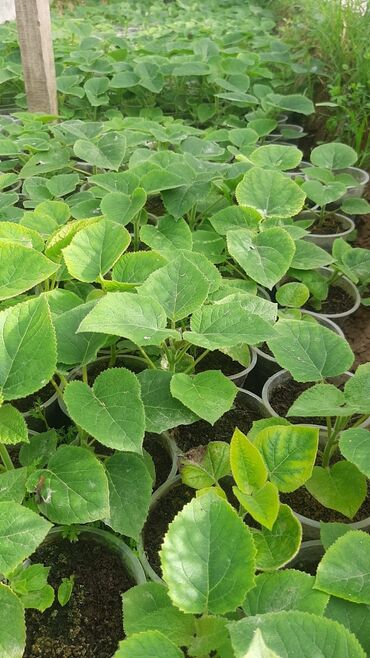 Декоративные деревья: Саженцы деревьев: Павловнии, Платная доставка at lalafo.kg — 9 Декоративные деревья: Саженцы деревьев: Павловнии, Платная доставка — 9