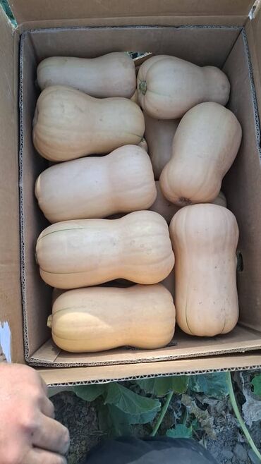 цена угля в бишкеке 2020 года: Продаю тыквуБишкек Тыква оптом от 2,5 тонн Предлагаем свежую