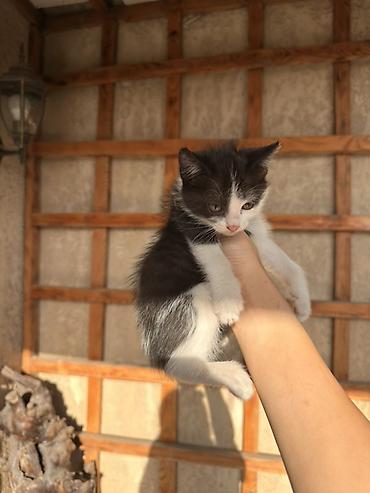 животные кошка: Отдадим бесплатно хотят в хорошие руки😊 2 месяца, кушают сами — 3