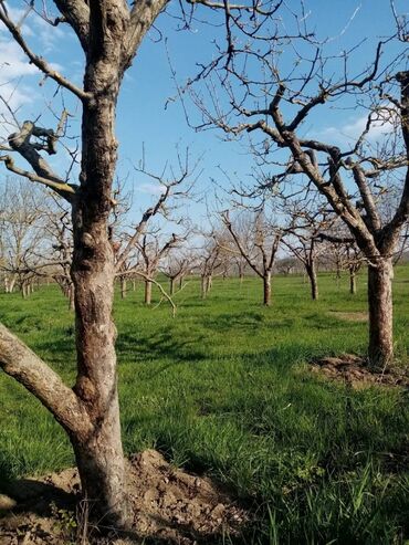 Torpaq sahələrinin satışı: 160 sot, Kənd təsərrüfatı, Mülkiyyətçi, Kupça (Çıxarış) — 7