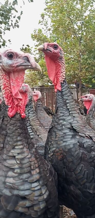 Digər quşlar: Hinduşka Amerikan Bronz 5 ay xoruz 6 kg, fərə 4 kg bir ədədinin — 3