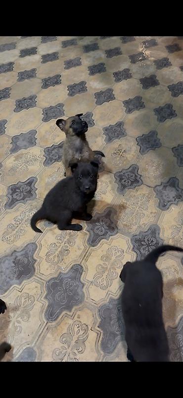 it yemeyi: Belçika çoban iti, 1 ay, Erkək, Peyvəndli, Pulsuz çatdırılma — 3