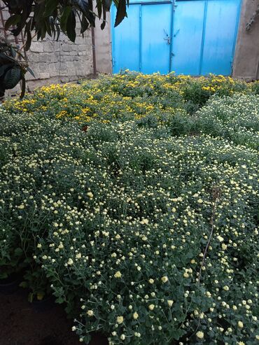 Çöl bitkiləri: Müxtəlif rəngli Xrizantema payızgülü güllərinin topdan və pərakəndə — 7