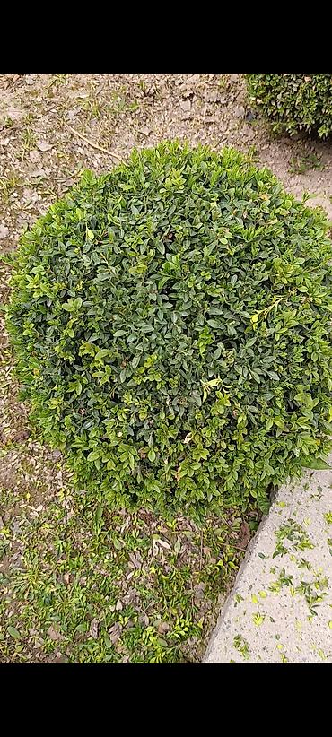 Самшит: Самшит (Buxus sempervirens) — взрослые сформированные кусты ПРОДАЮ С — 10