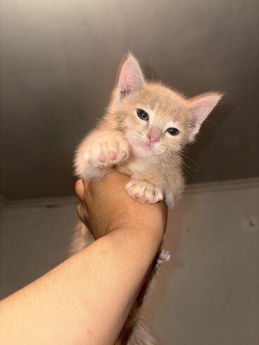 шиншилла британская кошка цена: 1 месяц, Мальчик, Приучена к лотку