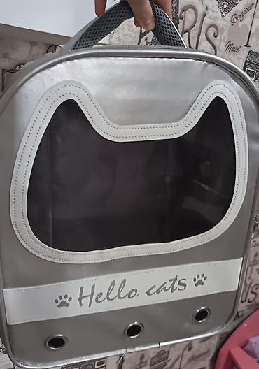 yulaf satisi: 🐱💕 Şotland pişiyi satılır 💕🐱 🏷️ Cinsi: Şotland (Scottish) 🎀 — 3