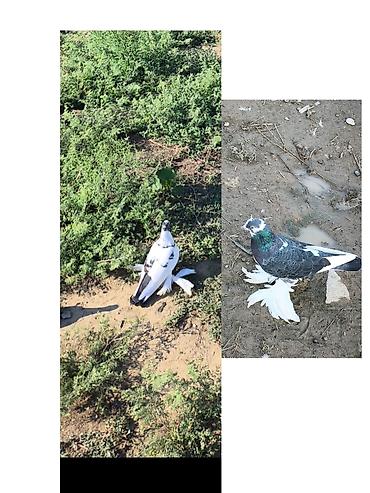 dekarativ quslar: Hazır bala verən çüt ikisi də oynaq iri lələk isdəyən əlaqə saxlasın — 1