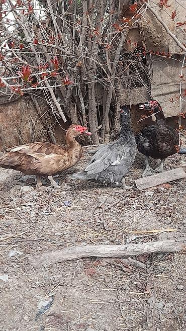 heyvanlar quslar: Şəkildəki lal ördəklər satılır 3 erkey 4 dişi Erkeylər 40 azn Dişilər — 1