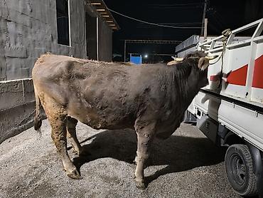 Коровы, быки: Продаю | Бык (самец) | На откорм | Привязанные — 6