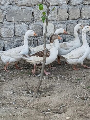 heyvanla: 4dene Linda qazi,bir dene yerli qaz diwi