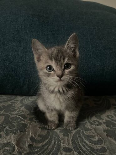 купить котенок: Породистый котёнок Скоттиш-Страйт.Серебристого окраса.Девочка.Почти 2