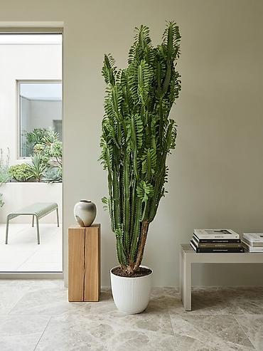 Молочайлар: Эуфорбия (Euphorbia trigona/кактусовидное молочайное), крупное — 1