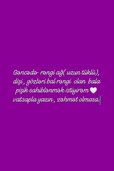 pişik satışı bakı: Dişi, Yaxşı əllərə — 1