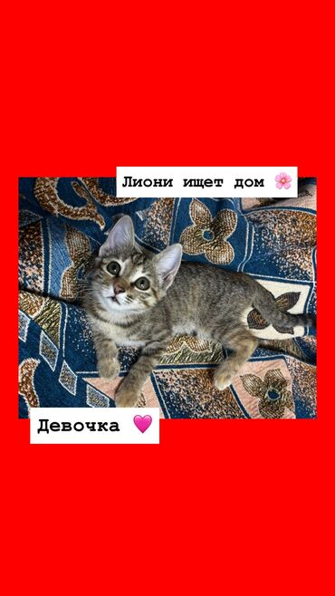 отдам в добрые руки животных: Кошка даром: Беспородная, 3 месяца, Девочка, Приучена к лотку, Проглистована, С прививками