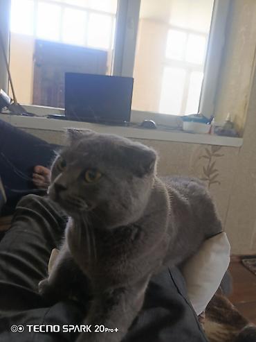 etibarlı ellere pisik: Pişiy satilir tam saqlam heyvandi erkyedi alan adama yemi su qabsi ve — 2