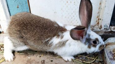 кролики бишкек: Самка калифорнийской породы, три месяца