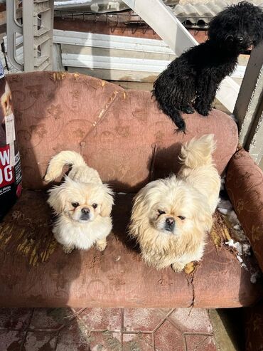 İtlər: Pekines, 1 il, Dişi, Peyvəndli, Ünvandan götürmə