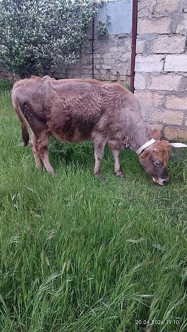 Inəklər, öküzlər: Simental tipli dişi inək - Rəng: açıq-qəhvəyi və ağ ləkəli - Sağım — 7