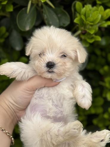 İtlər: Peyvəndli — 6